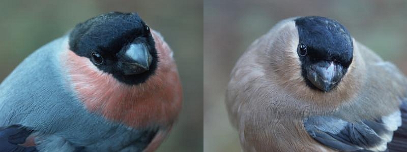 Bullfinch Pyrrhula pyrrhula male (left) and female (right)